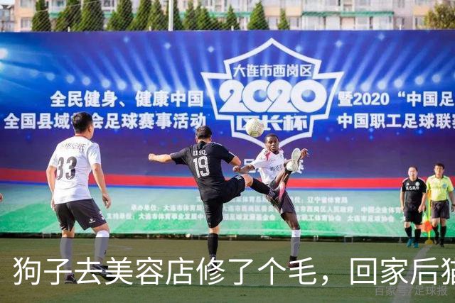 狗子去美容店修了个毛，回家后猫咪直接炸毛：这丑狗是谁？铲屎的，你接错狗了吧！